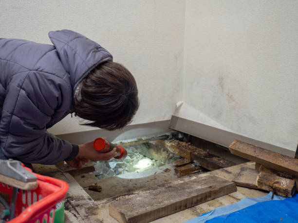 Best Black Mold Removal  in Carrier Mls, IL